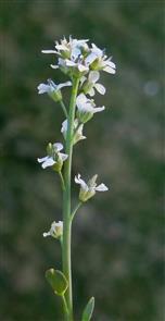 Lepidium sativum